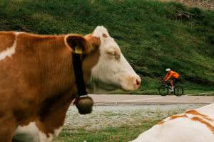 A very Swiss image featuring a Swiss cyclist and a Swiss cow